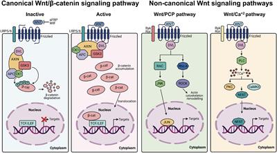 Wnt/β-Catenin-Dependent Transcription in Autism Spectrum Disorders